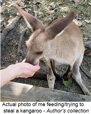 Actual photo of me feeding/trying to steal a kangaroo - Author's collection