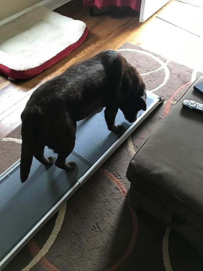 Sonny the dog on his ramp